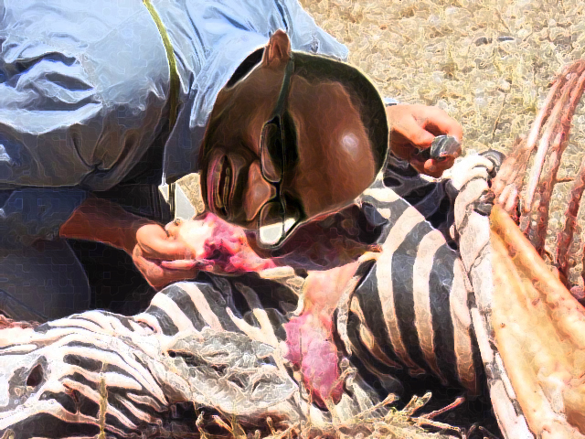 d-grylls3